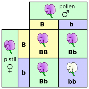 genetic-markers-punnet-square