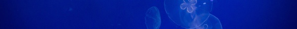 lupus concerns-divider-blue-jellyfish